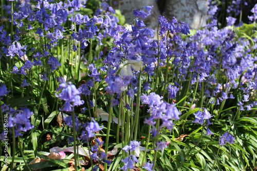 Bluebells bloom in a garden in the late spring photo