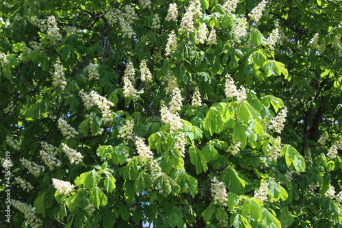White flowers bloom on nut tree branches 
