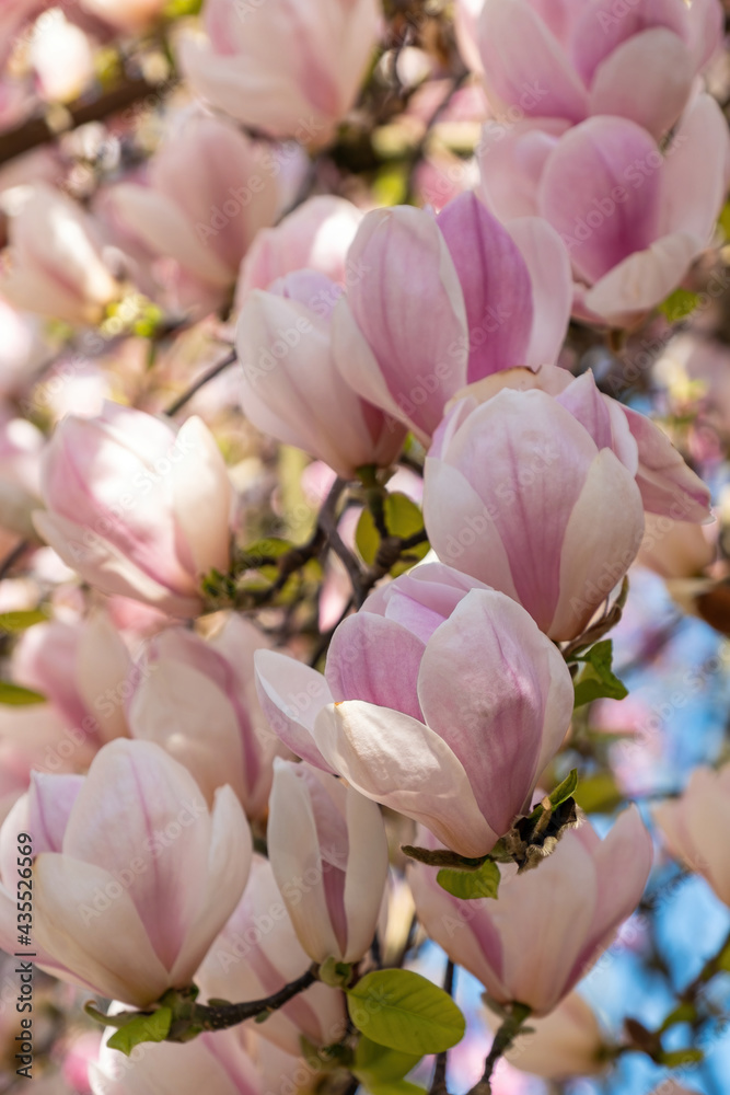 Obraz premium close up of dense, beautiful pink magnolia flowers blooming on the branches in the park