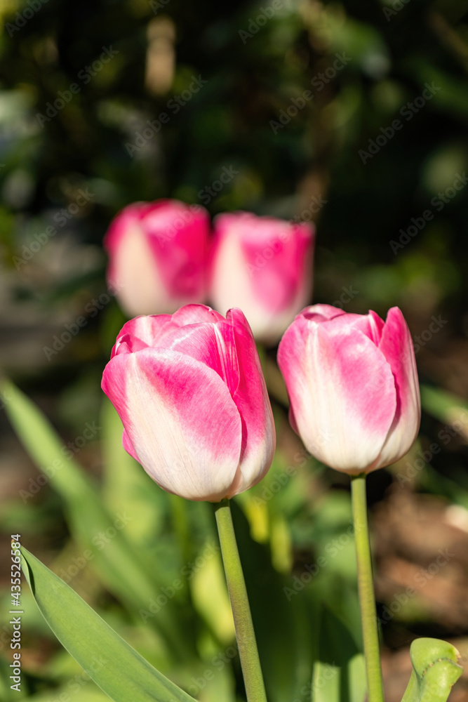 Fototapeta premium couple of beautiful pink tulips blooming in the garden on a sunny morning