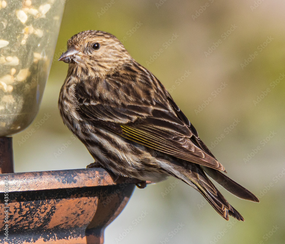 Naklejka premium sparrow on a bird feeder