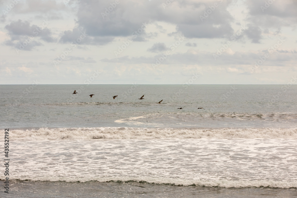 Brown pelican (Pelecanus occidentalis) pod over the water and sky