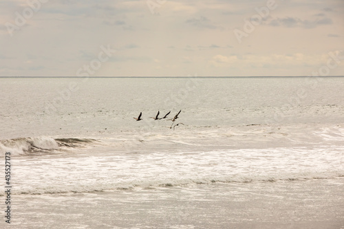 Brown pelican (Pelecanus occidentalis) pod over the water and sky