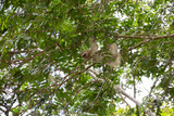 The brown-throated three-toed sloth (Bradypus variegatus)