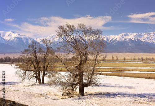 A tree in the Kurai steppe. A bare tree among the snow melting in spring against the background of the North-Chui mountain range under a blue sky. Gorny Altai, Siberia, Russia