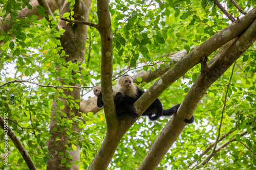 White-throated capuchins monkeys in Costa Rica