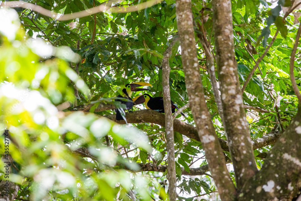 Fototapeta premium Couple of chestnut-mandibled toucan in a tree in Costa Rica