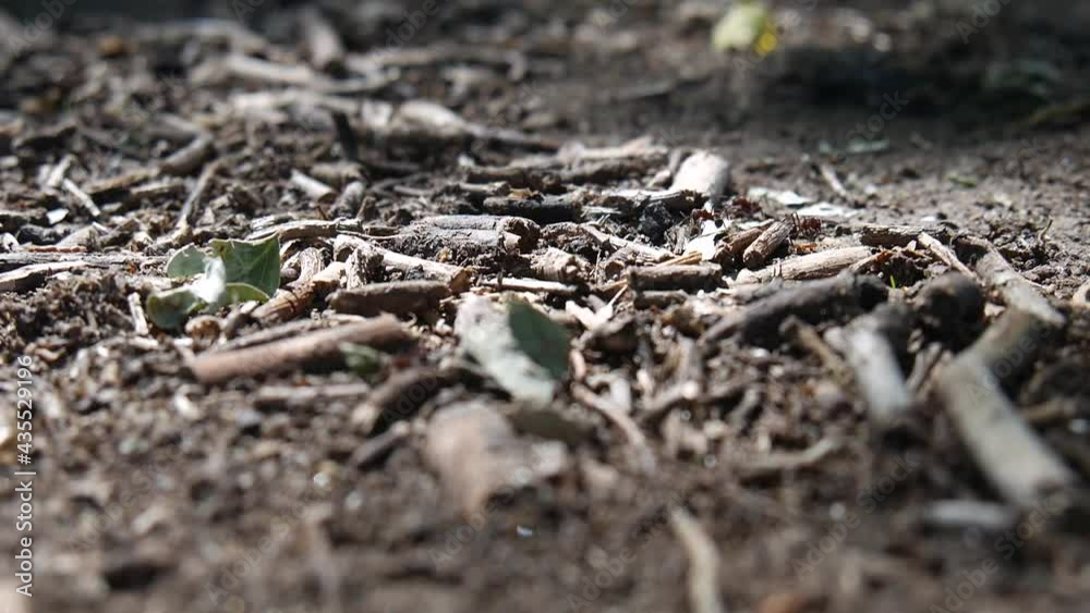 Following Black Ants working in the grass, pastures, green, stones. Following Black Ants working in the grass, pastures, green, stones.