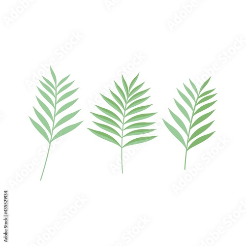 green leaf isolated on white background