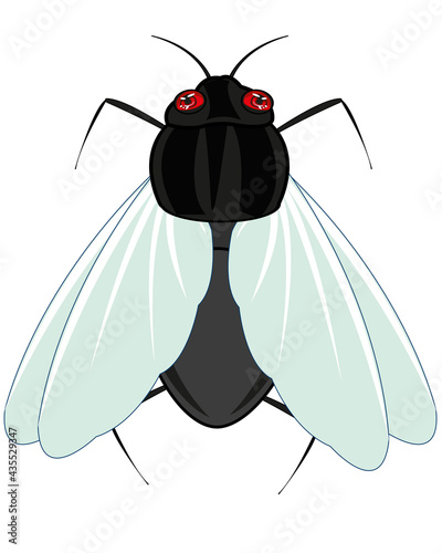 Insect fly on white background is insulated