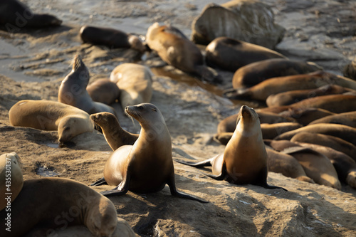 colony of seals