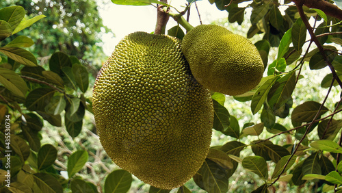 Jackfruit  - Yaca