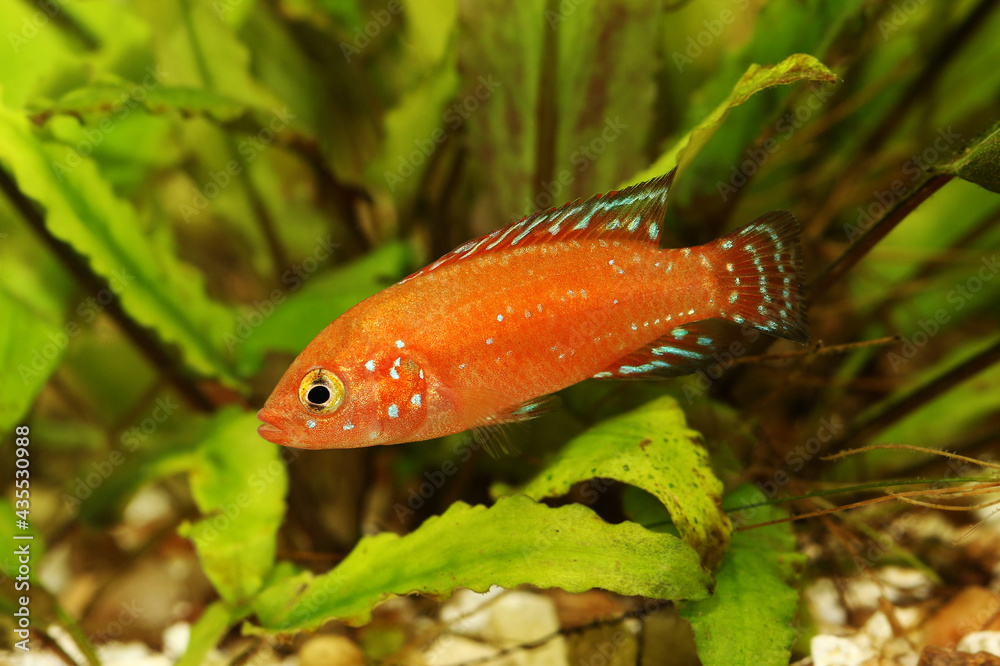Obraz premium Hemichromis exsul