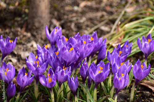 庭の紫色のクロッカス