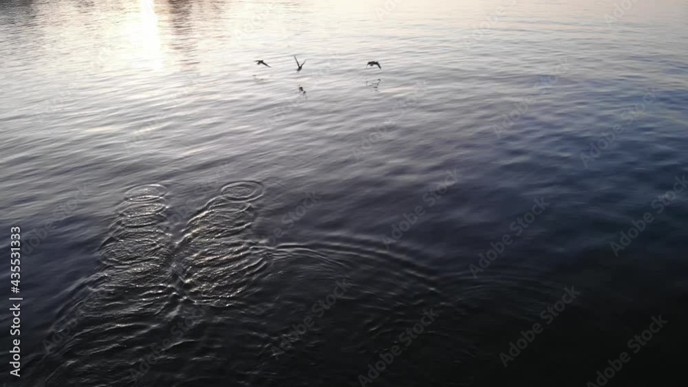 Reflection Of Sunlight And Ripples On The Water From The Birds. medium shot Reflection Of Sunlight And Ripples On The Water From The Birds. medium shot
