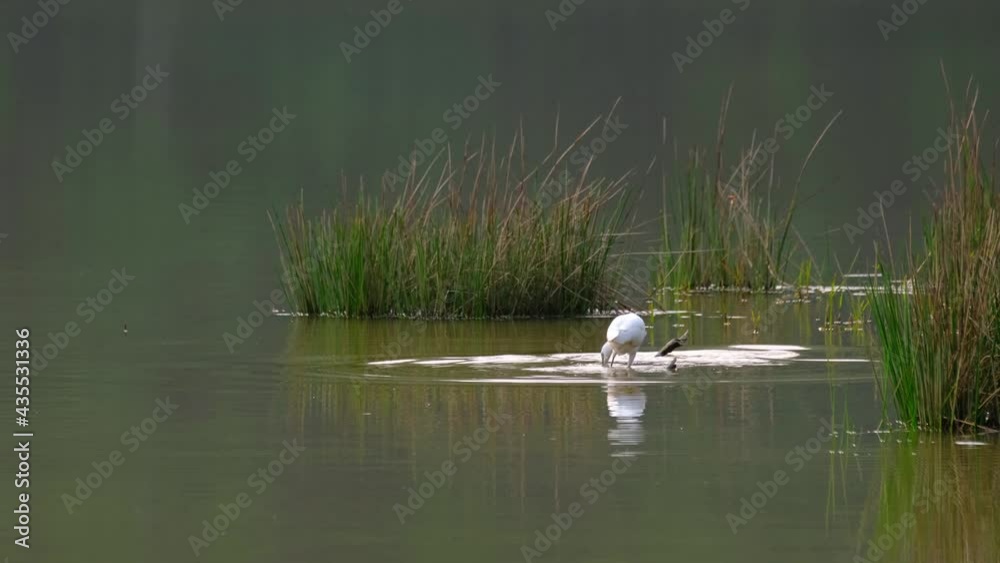 Little Egret, Egretta garzetta, Thailand; seen at the lake from its back wading and also caught a freshwater Shrimp during the sunset. Little Egret, Egretta garzetta, Thailand; seen at the lake from its back wading and also caught a freshwater Shrimp during the sunset.