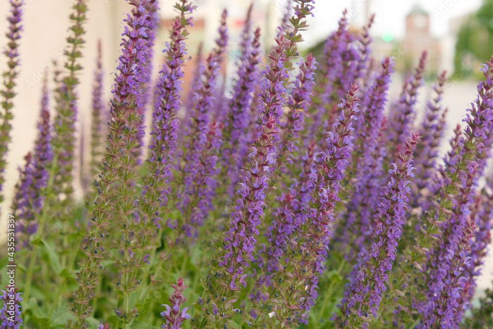 Fototapeta premium lavender plant decoration