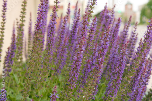 lavender plant decoration