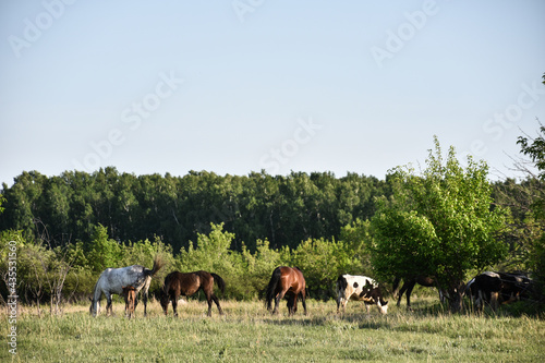 herd of horses in field