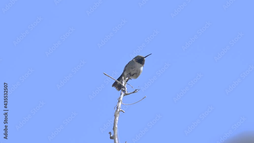 Broad-tailed Hummingbird perched on a tree branch Broad-tailed Hummingbird perched on a tree branch