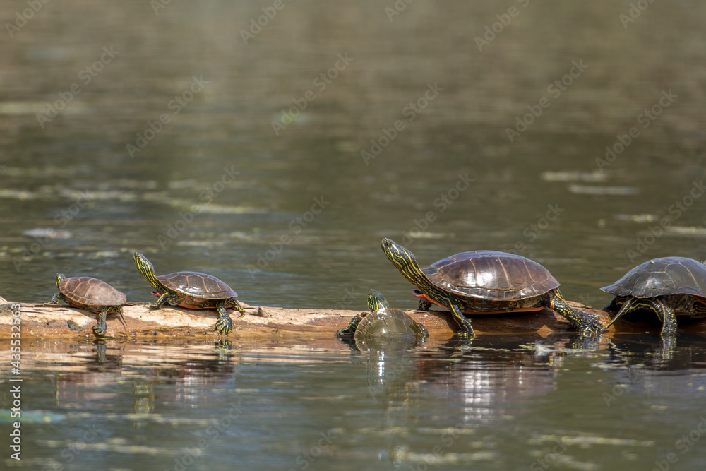 Obraz premium Turtle trying to get up on a log with others.