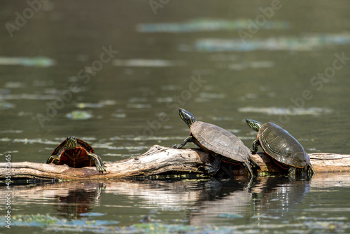 Two turtles watching the other climb up. photo