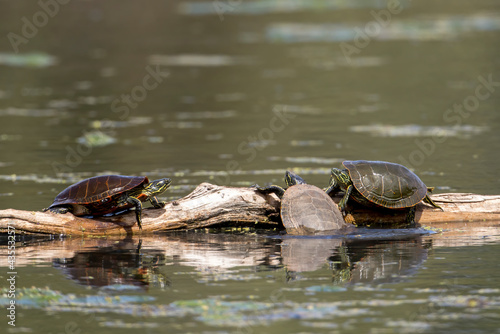 Turtle tries to get up on log as others watch.