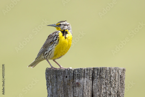 Western meadowlark looks the other way. photo