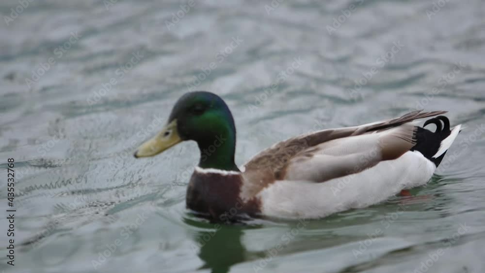 A duck swimming in a body of water A duck swimming in a body of water