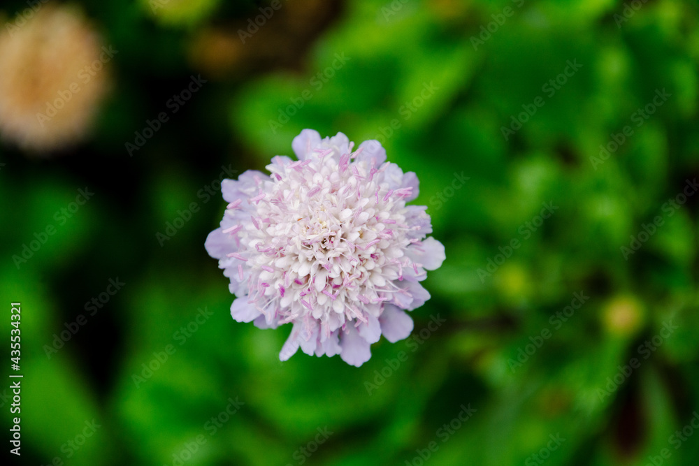 blossom flower in the Spring at south California