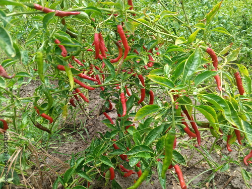 It is a red chilli grown in the village