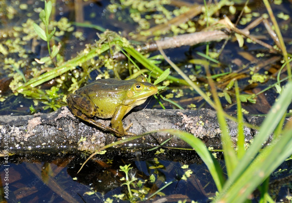 Pond frog basks in the sun on a May morning. Moscow region. Pond frog basks in the sun on a May morning. Moscow region.
