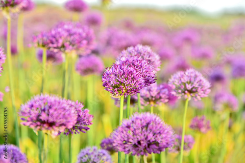 Allium purple field with lens flare and full frame  for wallpaper and post card.