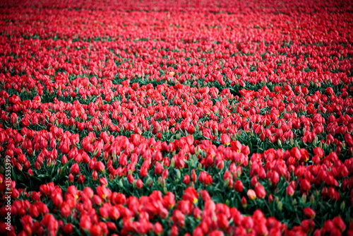 field of tulips