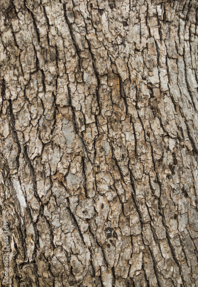 pine tree trunk texture in full screen for background pine tree trunk texture in full screen for background