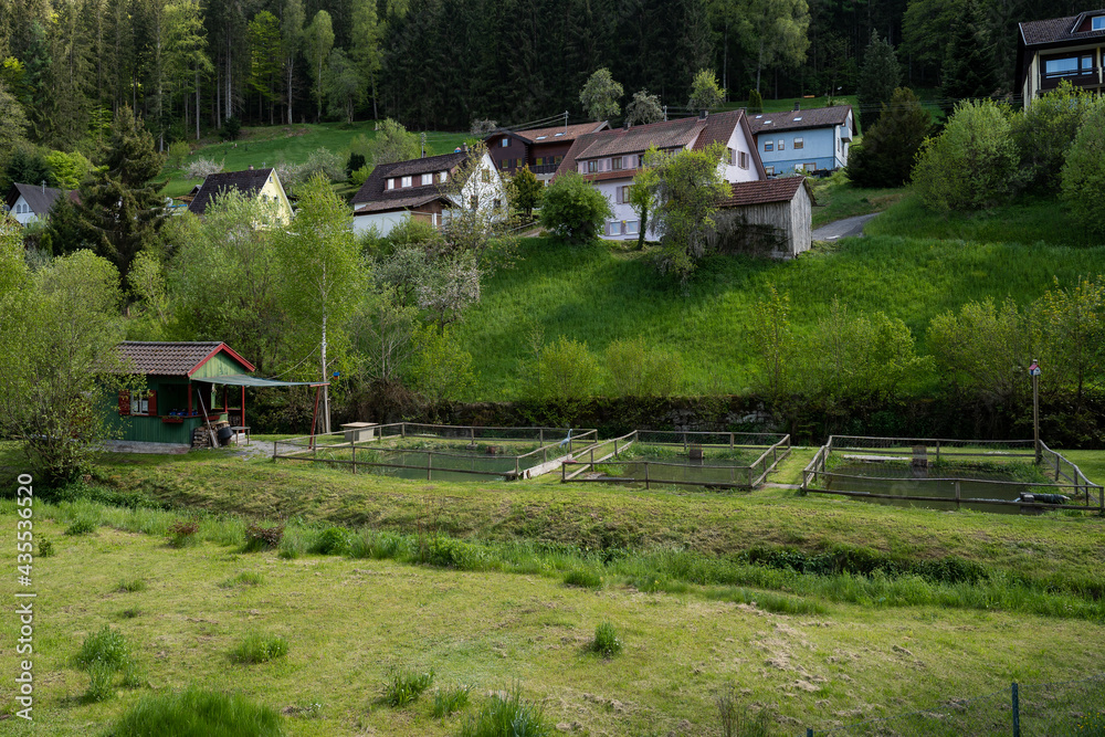 Fototapeta premium trout fish farm in black forest