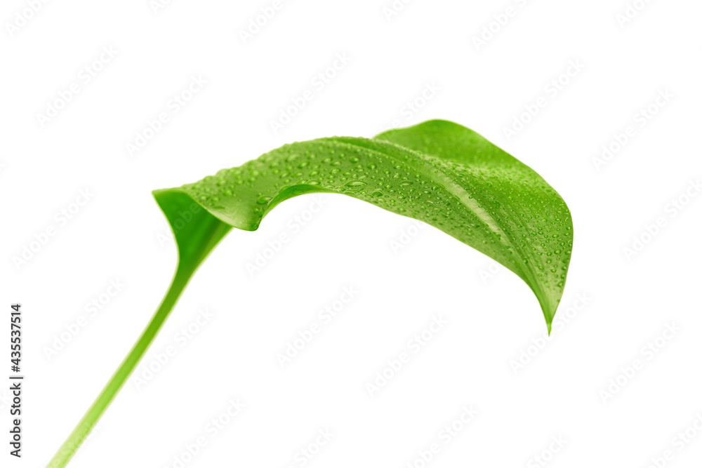 Fototapeta premium green leaf with drops of water