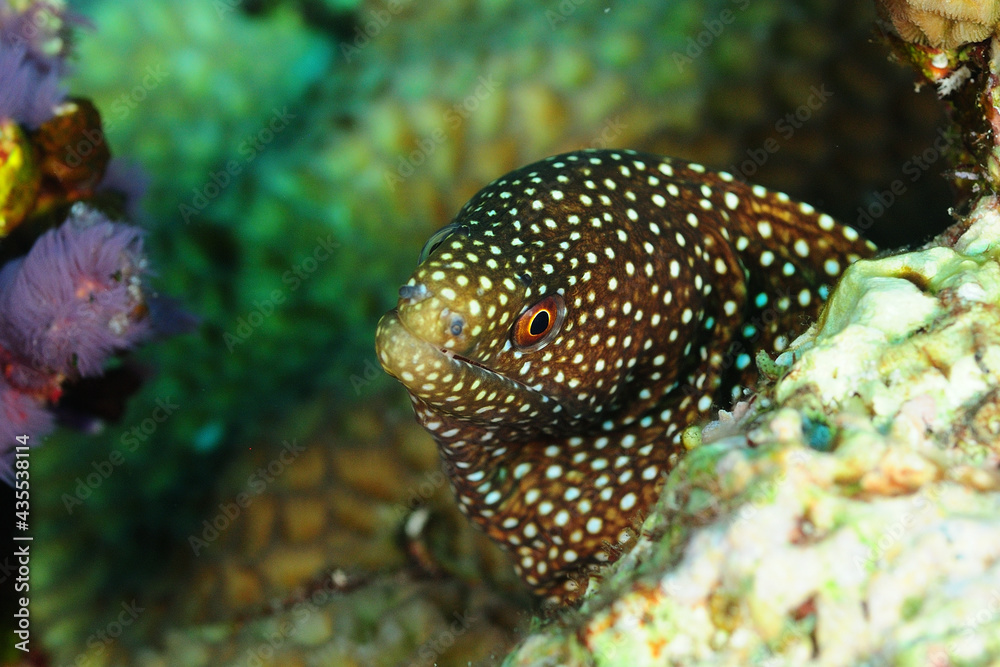 Obraz premium ハナビラウツボに睨まれた