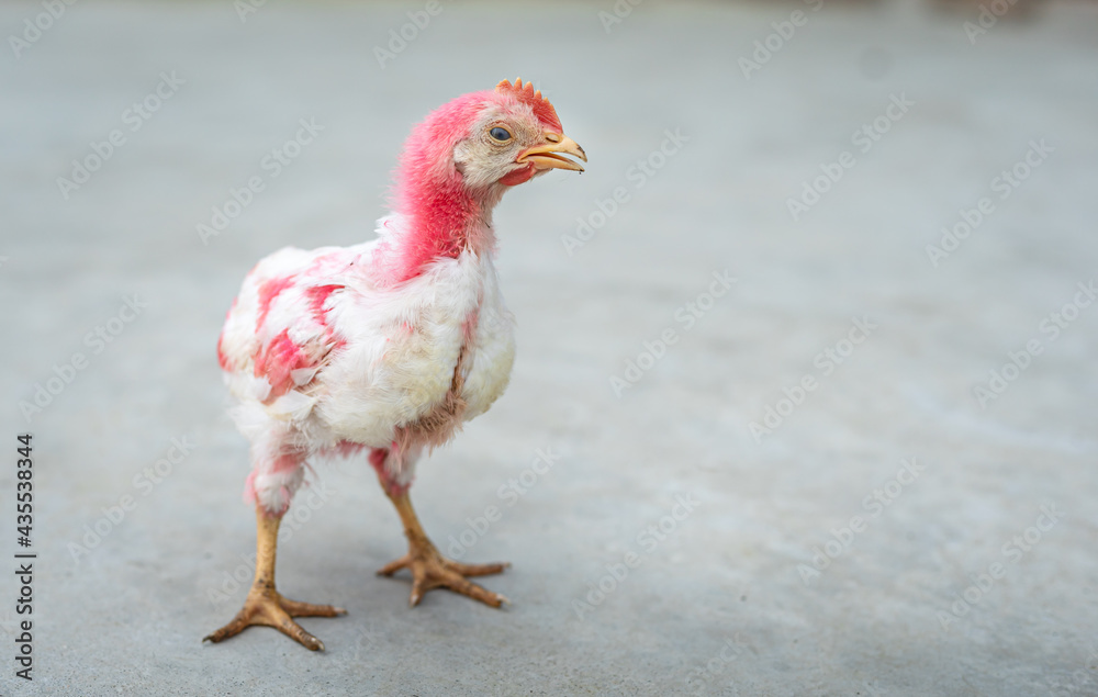 Naklejka premium chicken on the farm, colorful, red, beautiful chicks in clear background
