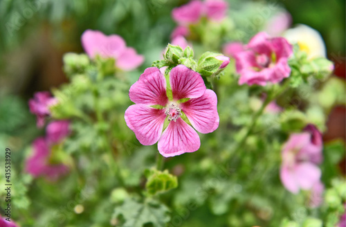 pink cranesbill geraniums with green leaf.