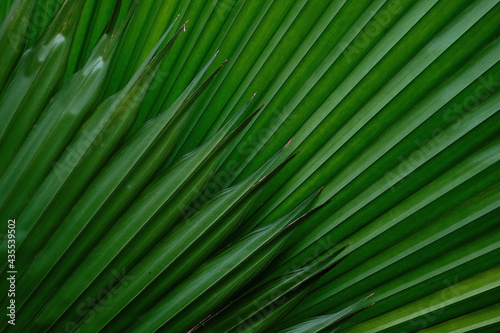 Green leaf background. Nature background concept.