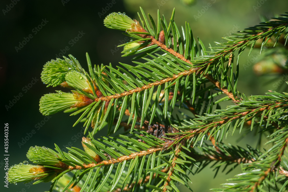 young spruce shoots closeup selective focus