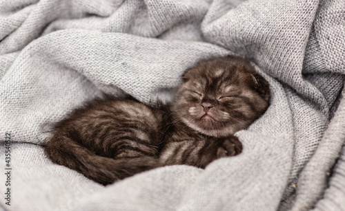 Little dark kitten sleeping in an embrace on a gray scarf