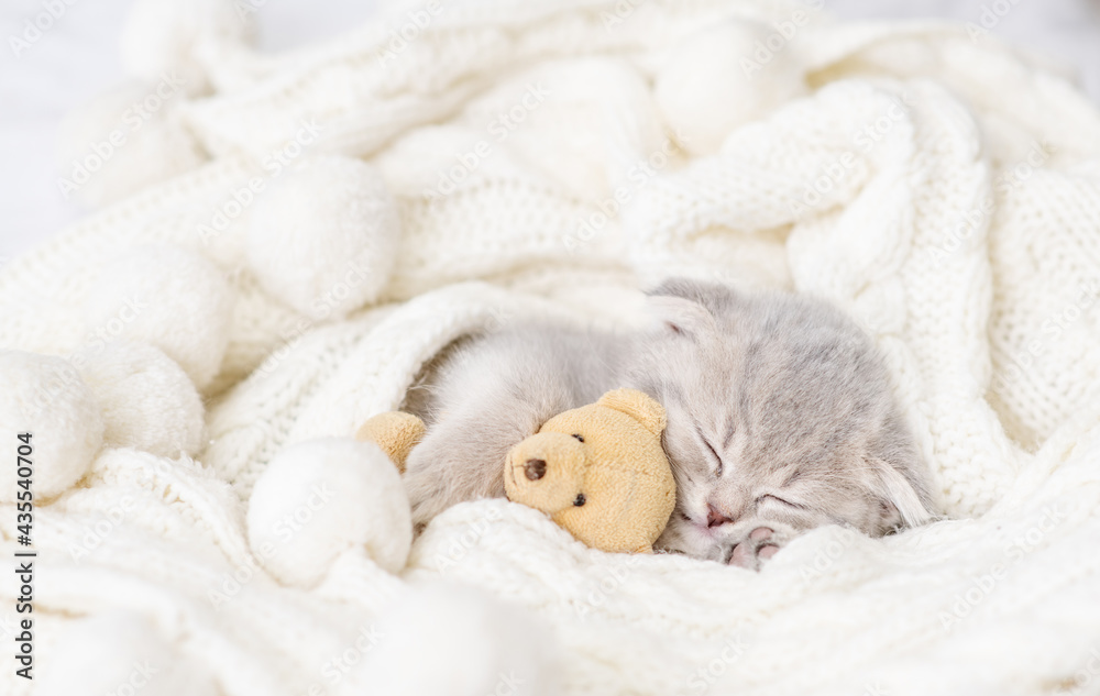 A small purple kitten is lying on a white knitted background and sleeping. Postcard for the holiday concep