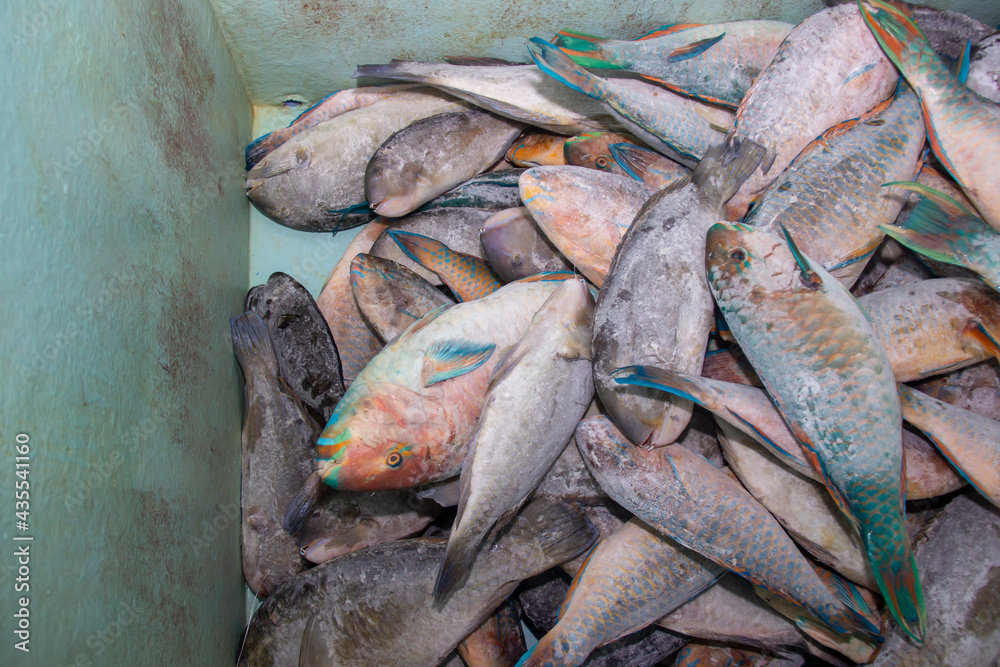 Frozen sea fish in containers ready to be processed into delicious food. a collection of fresh fish produced by fishermen in a seafood company