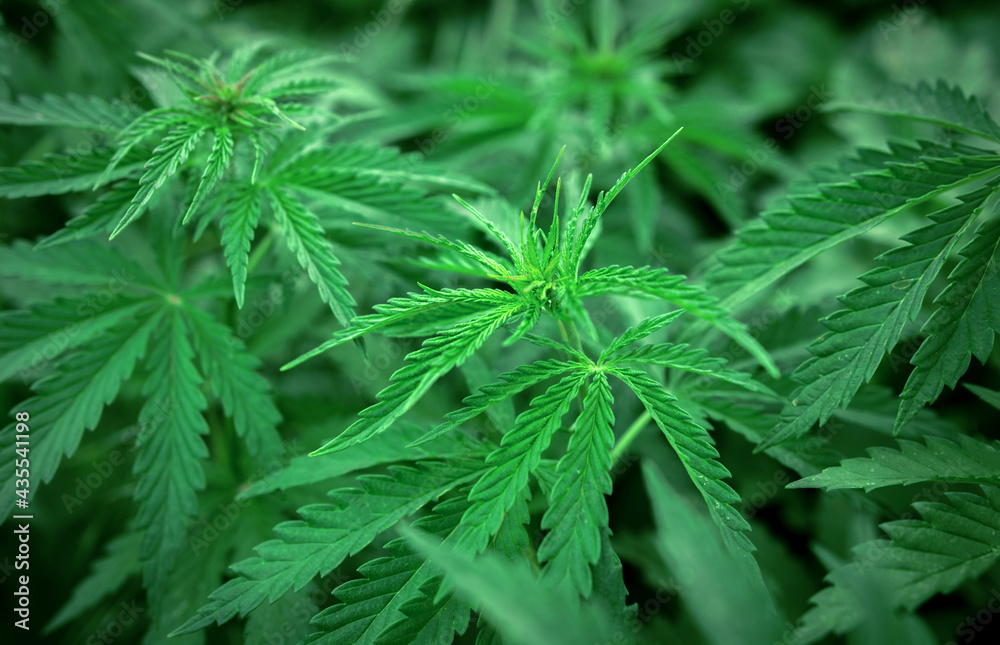 marijuana background. bush cannabis. marijuana background. bush cannabis.
