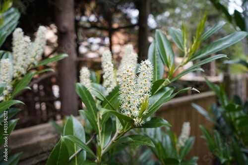 チェリーローレル　セイヨウバクチノキ　ビランジュ　Prunus zippeliana　博打の木　　庭木　ガーデニング  植物図鑑