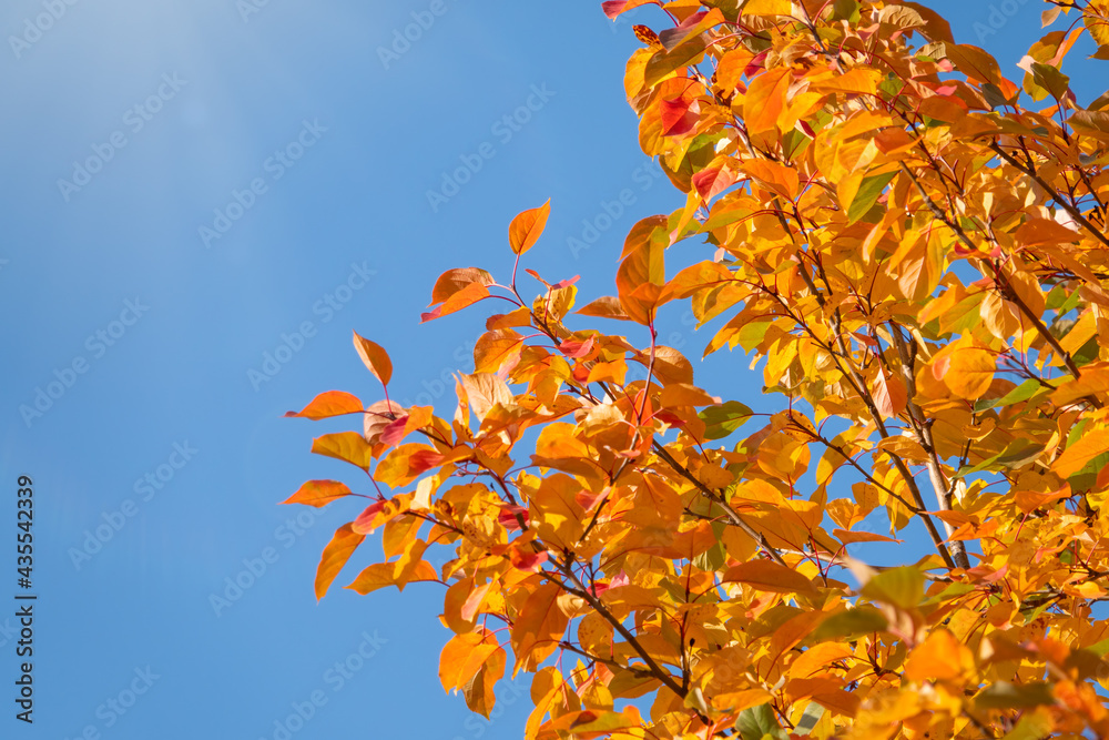 Apple tree branches with yellow leaves in autumn against a blue sky