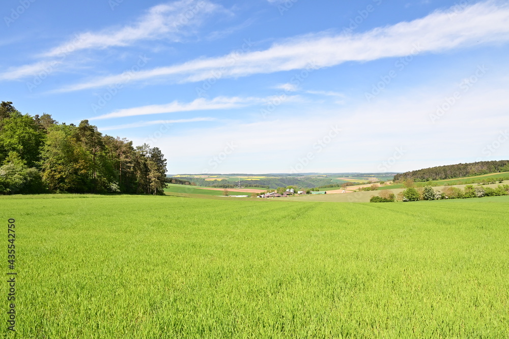 Panorama bei Wertheim über sommerliche Felder und HImmel, bei blauem Himmel, Weitblick mit Wald im Sommer, Wertheim, Bayern, Deutschland