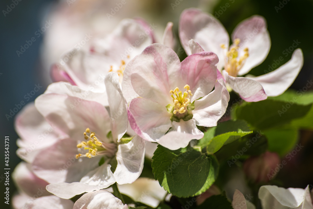 Beautiful spring apple tree flowers blossom, close up. Spring orchard branches sway in the wind. Beautiful spring apple tree flowers blossom, close up. Spring orchard branches sway in the wind.